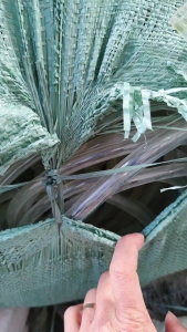 出售透明、杂色TPU颗粒，质量好