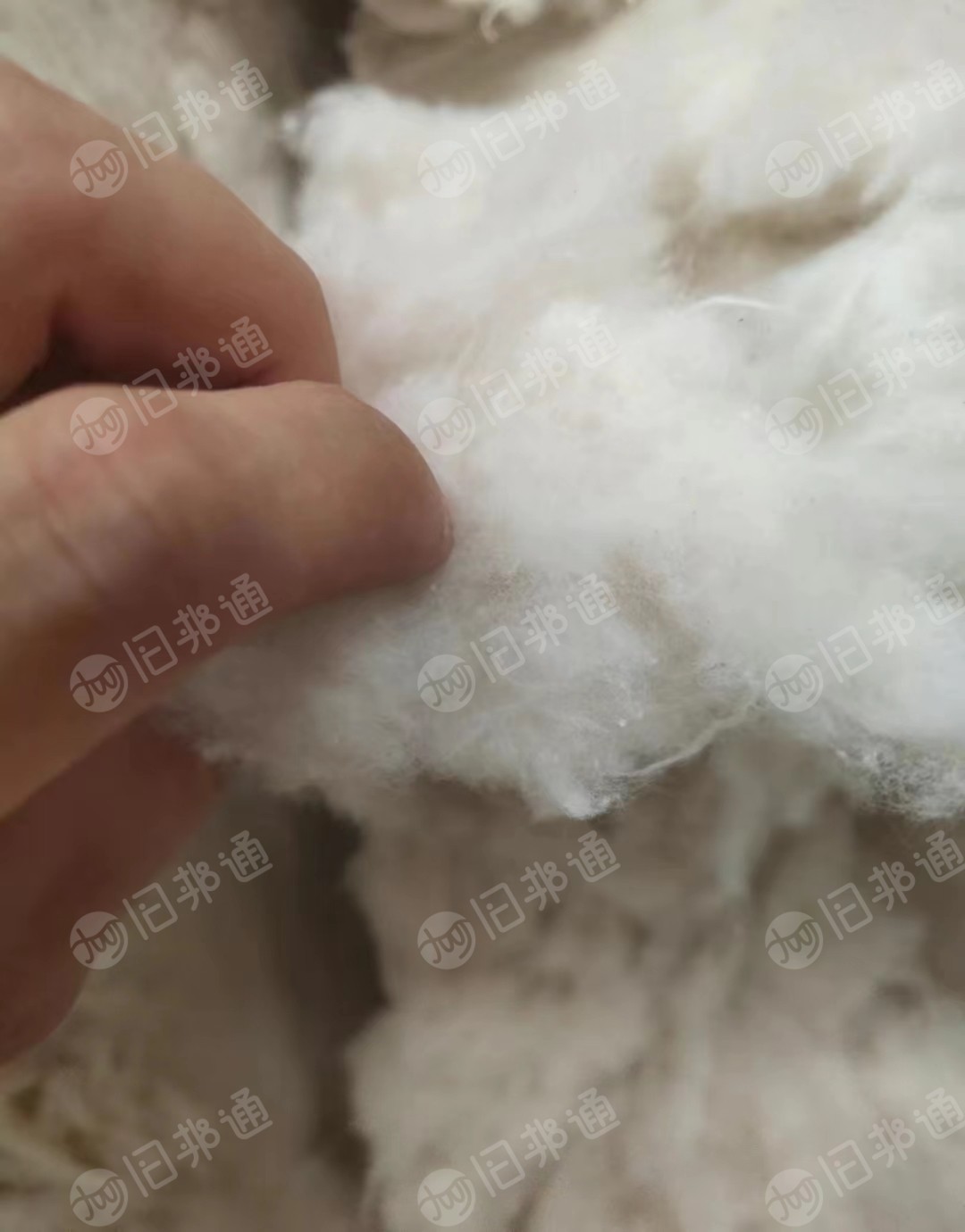 长期出售新建包皮布开花棉!