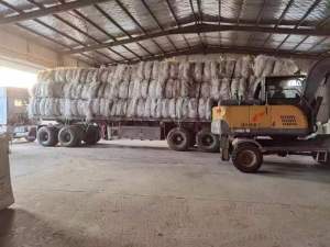 回收PP透明/乳白、PP棉花打包带毛料或破碎料