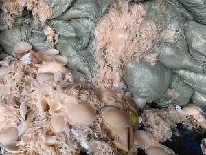 高价求购各种硅胶，模具硅胶，电子硅胶等