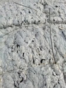 长期大量出售纯棉麻灰车肚，干净绒长