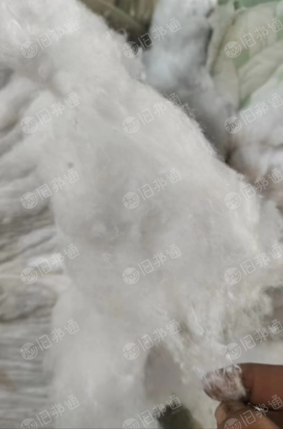 山东长期出售天丝开花棉,涤棉开花棉