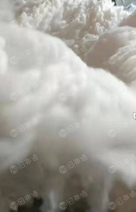 出售开花棉,主要用做手套纱,絮棉