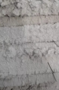 长期出售纯棉小车肚、蚂蚁棉