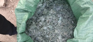 出售PVC大棚膜破碎料，现货一挂车