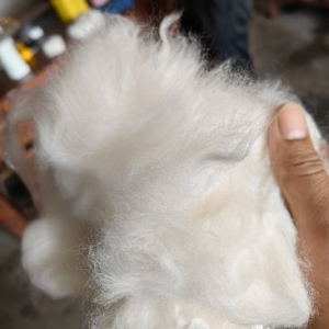 专业生产精梳涤棉开丝棉全系列，高中低档次