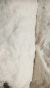 长期出售梳理开丝棉。供应纺纱厂纺纱8-32支。有纯棉，混纺，化纤棉