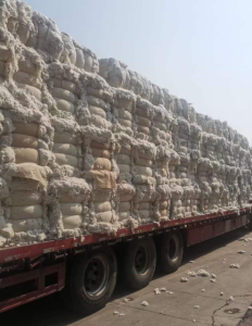 出售纯美棉巴西棉车肚，绒长无三丝，强力好