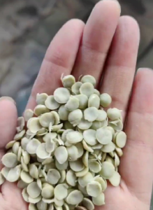 长期供应PE颗粒，可代替大蓝桶，可改性