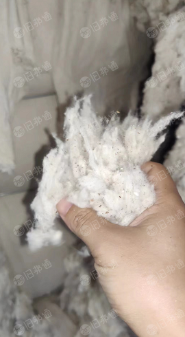 长期出售纯棉车肚,90棉,现货几十吨