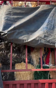 长期出售PP丙纶废丝，尼龙地毯料，废丝