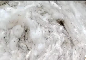 常年出售纺纱厂下脚料，车肚棉，落棉，盖板，破籽，回丝