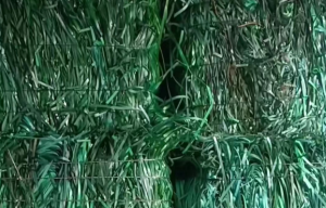 出售PET打包带毛料