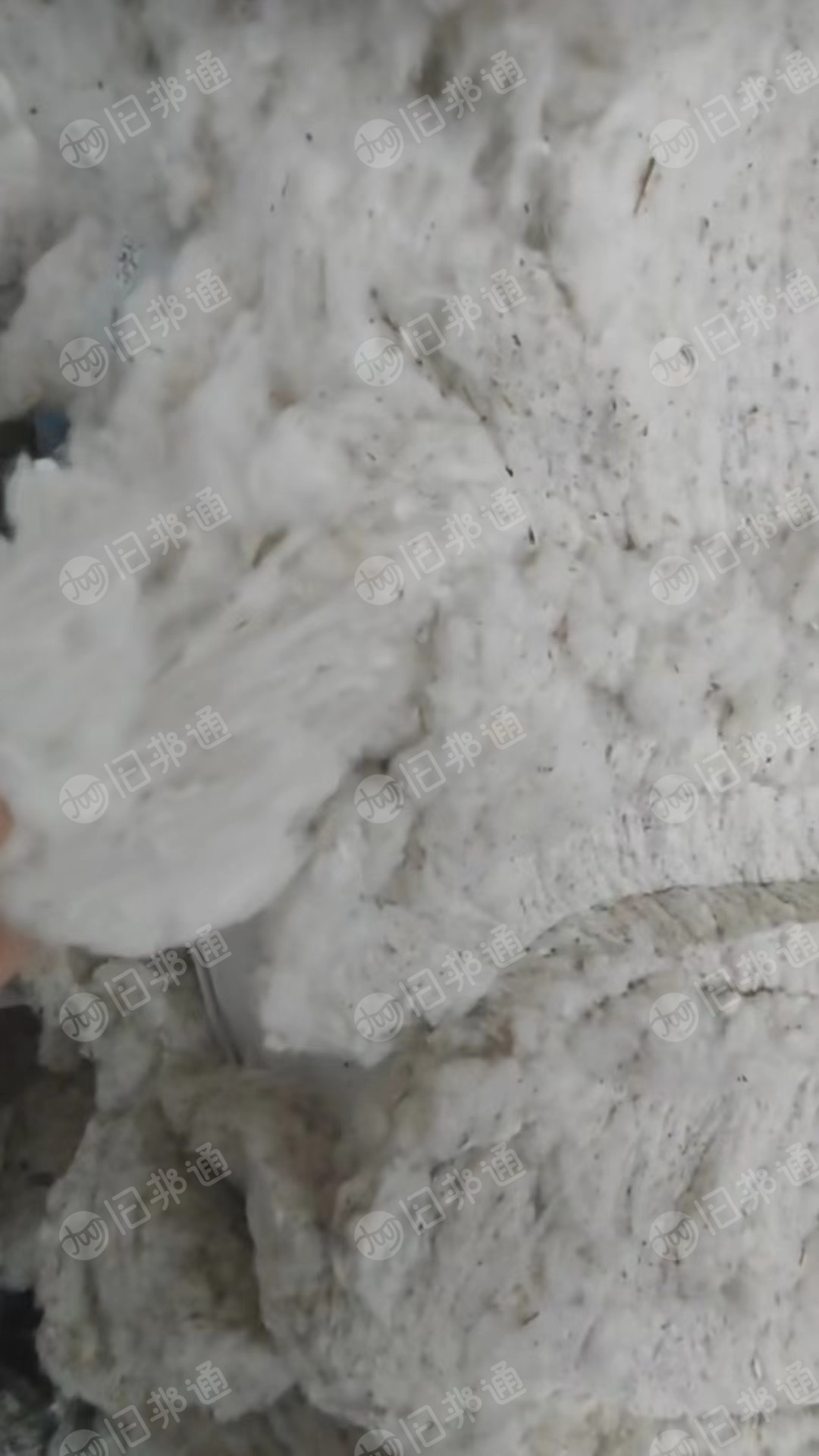 出售纯棉环纺车肚棉,每个月供应500吨