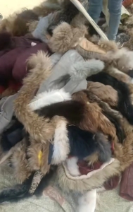 大量收购毛领毛条,皮草,有货的联系！