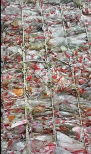 全国收购pp服装袋，pp方便面袋子，pp雪米饼袋子，pp面包袋子，pp挂面袋子，pp纸抽袋子。pp彩板袋