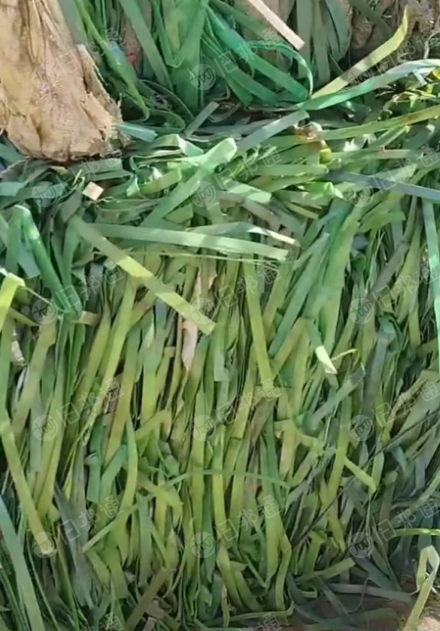 出售PET打包带毛料,聚酯打包带毛料