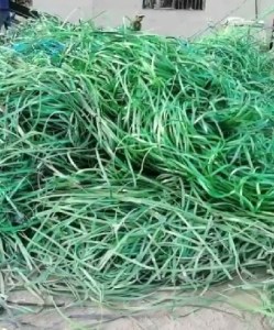 长期大量回收绿色打包带废料