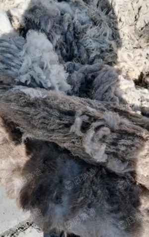 出售新疆羊毛回丝，现货5吨左右！