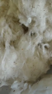 出售纯棉车肚，含亚麻20%