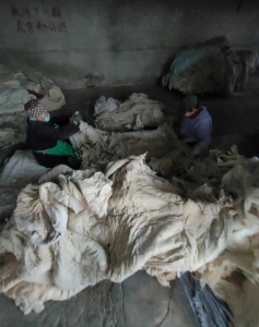 山西运城开花厂长期回收旧棉被，古棉