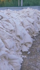 专业常年收购各种质量的古棉 学生被