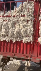 全国范围内求购棉花，有货的老板欢迎联系！