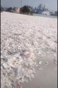 山东长期供应漂白牛仔95棉边角料！