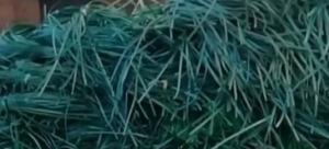 长期大量收购PET棉包带毛料