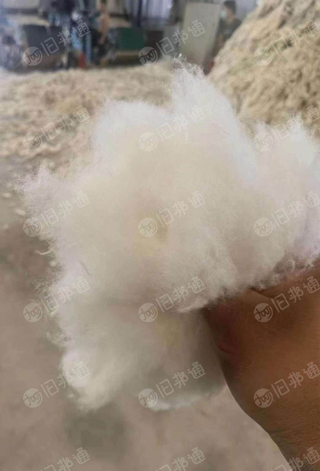 长期供应水洗牛仔褪色85棉,95棉开松棉!