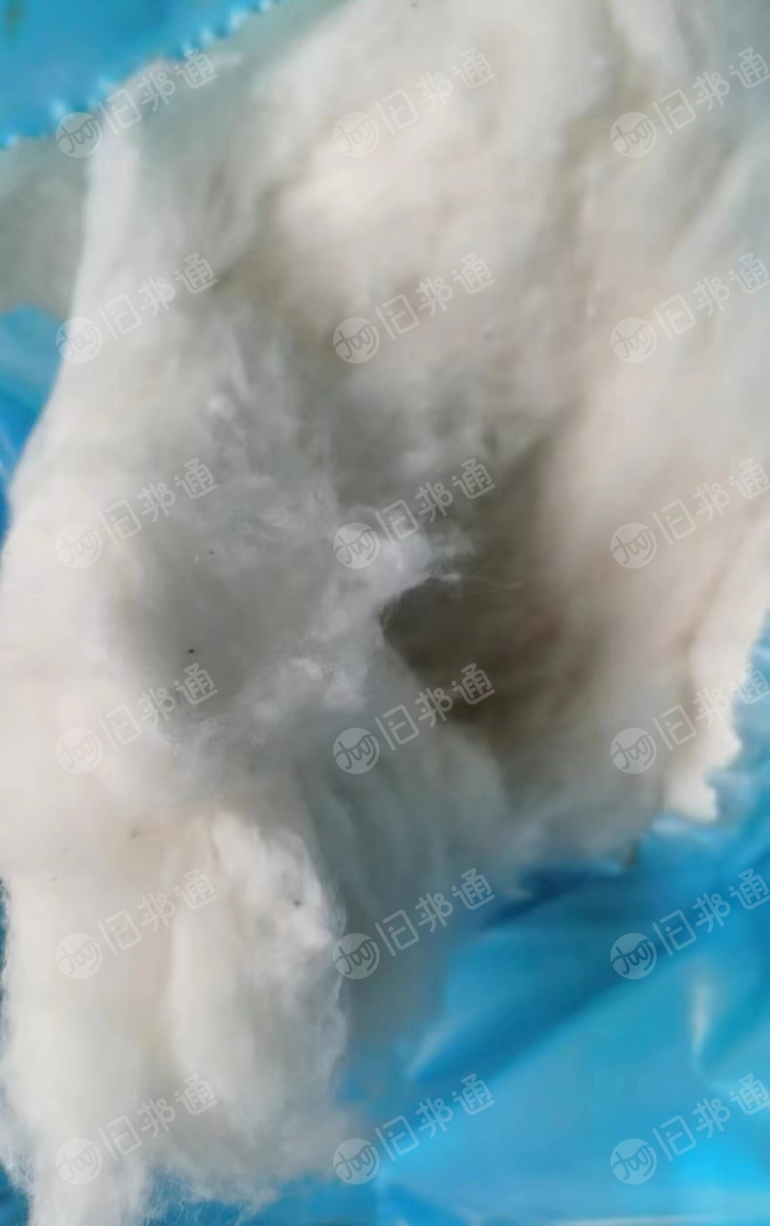 出售各种皮棉,地产棉,新疆棉,外棉,纯棉车肚落棉,清弹棉,提净棉等