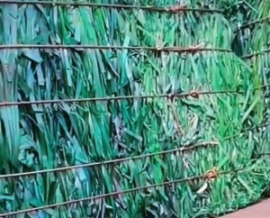 大量收购PET打包带毛料