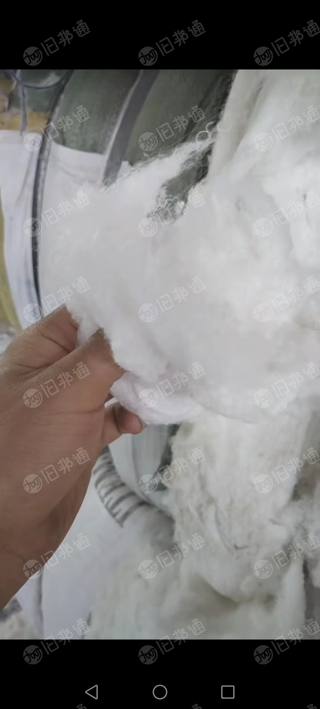 出售二白棉,再生棉,开花棉