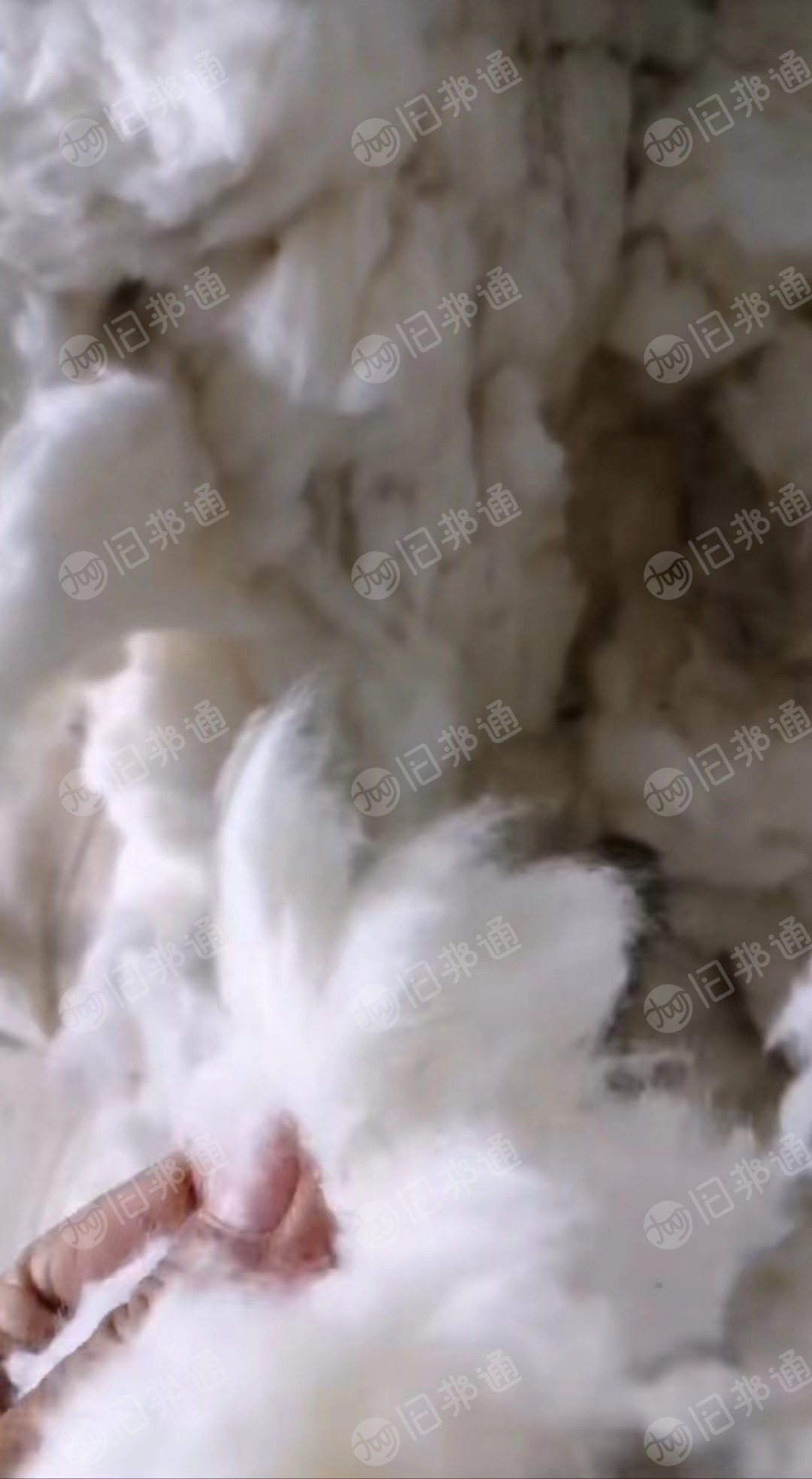 长期出售精品落地棉,现货够车!