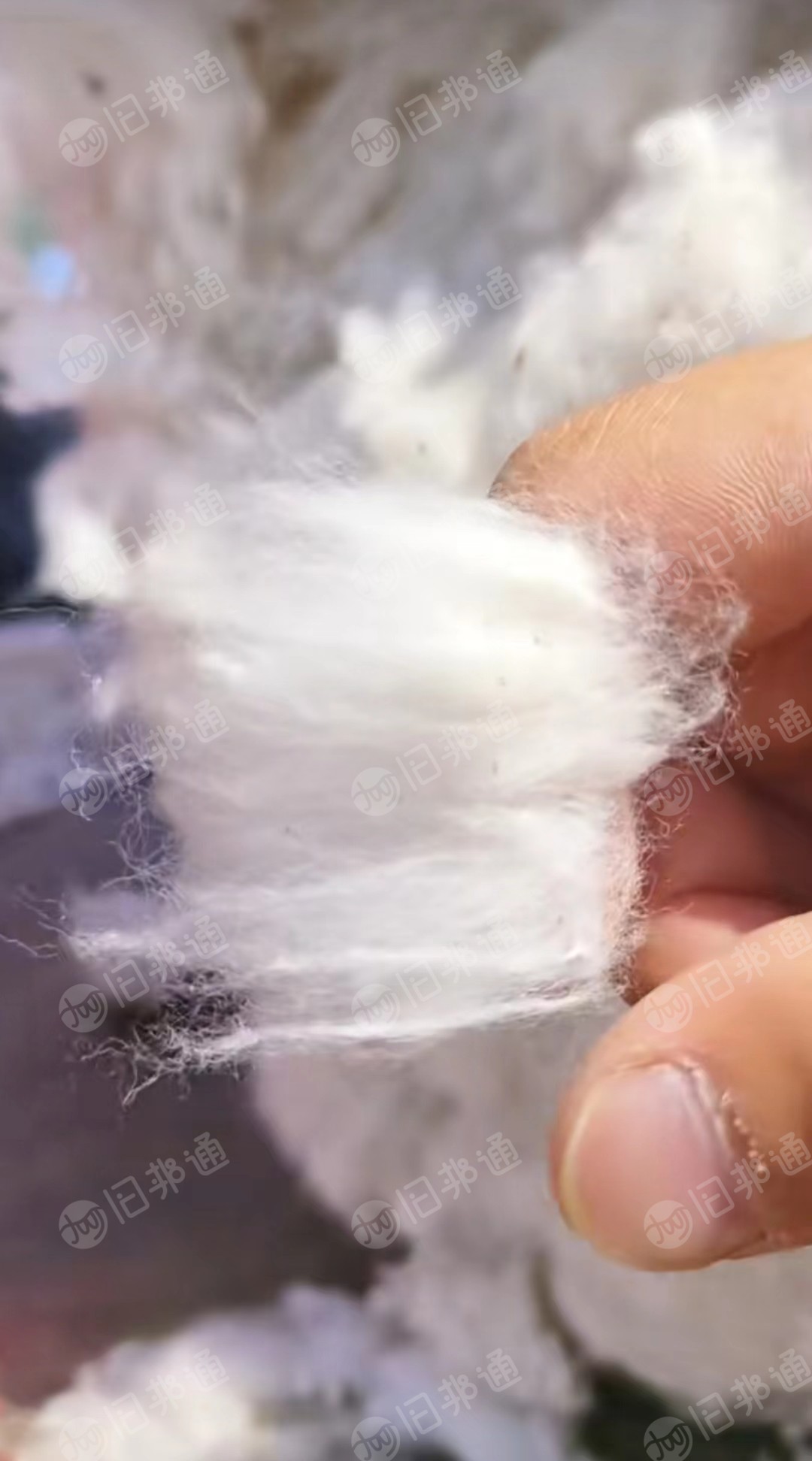 长期供应纺纱厂车肚落棉 破籽斩刀粗纱头回丝风箱花三丝棉扫地花等