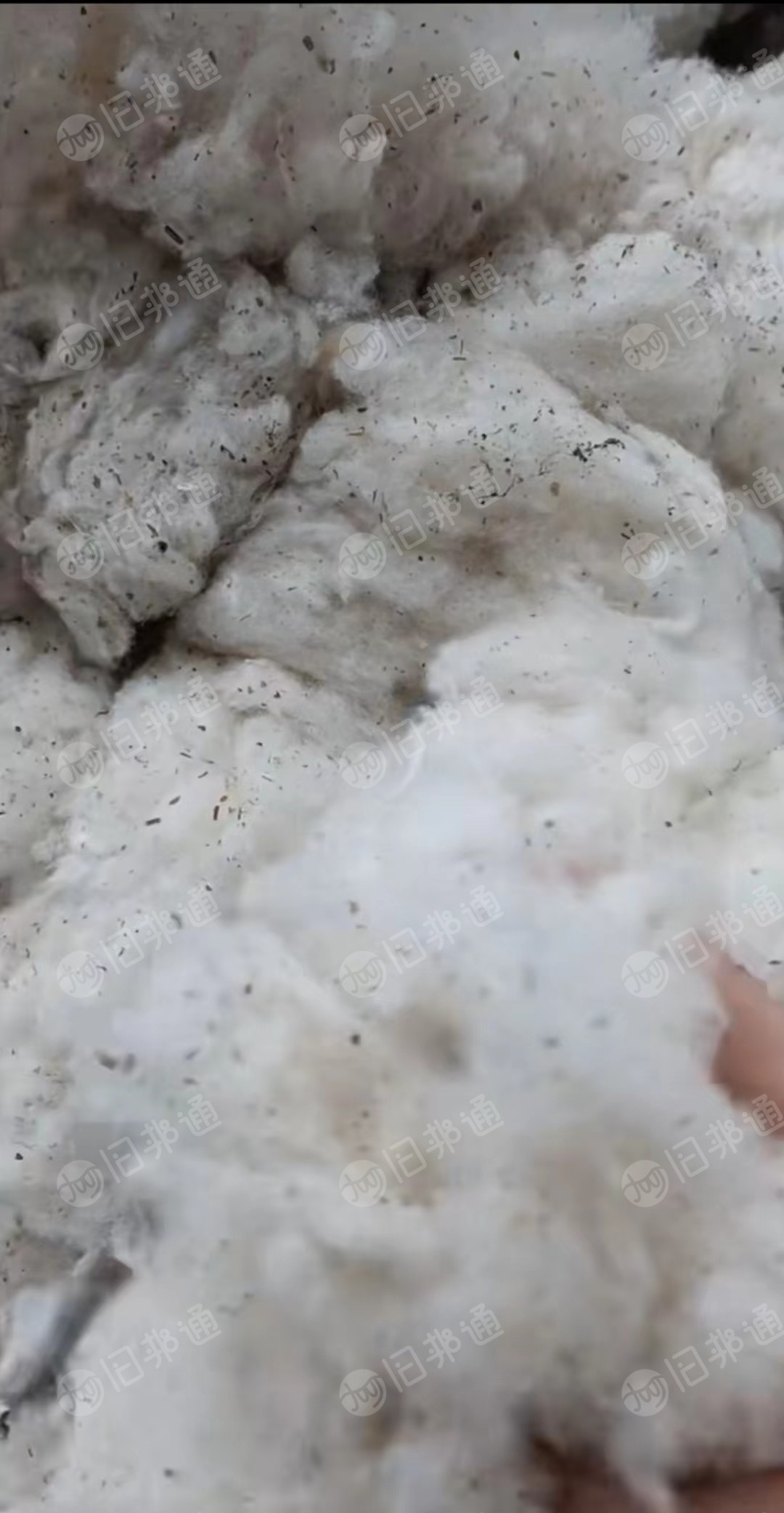 长期出售纯棉车肚,现货20吨!