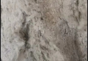 出售21支下来的破籽！