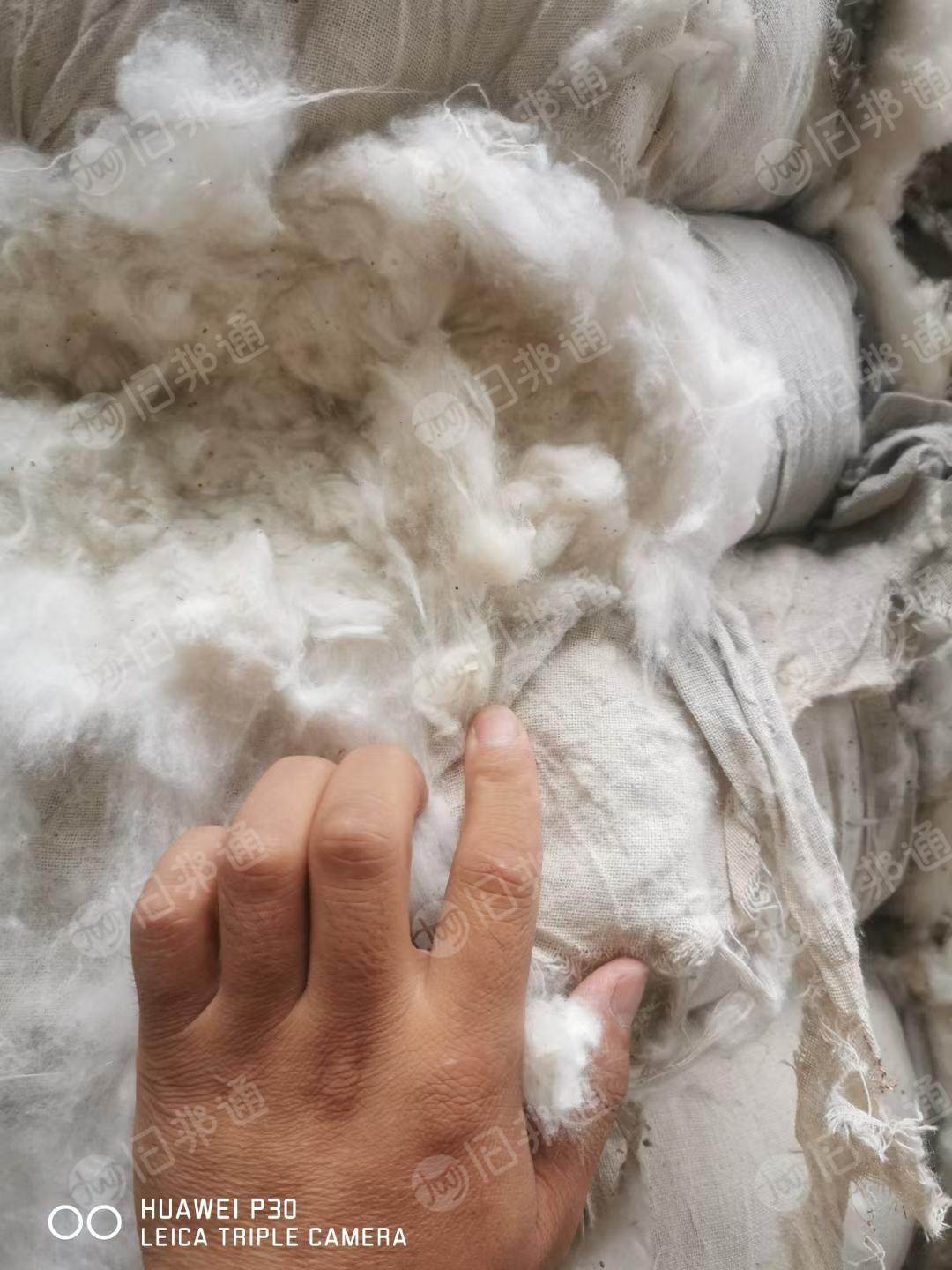长期供应纯棉车肚,涤棉车肚