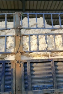 长期供应麻灰棉，各种颜色的彩棉，以及本白好车肚，破籽，落棉，好气流纺下脚等