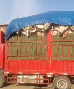 长期供应旧棉被统货,古棉！