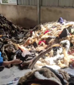 大量收购蚕丝，皮草，毛领毛条，拉链！