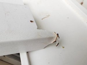 出售白色PVC发泡废料，月供几十吨