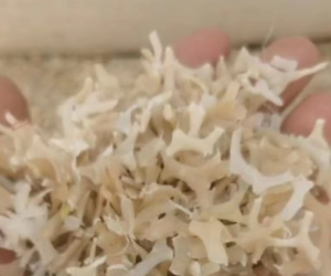 长期出售鸡网破碎料