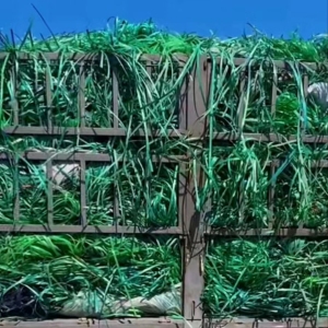 大量现金回收PET打包带毛料，塑钢打包带废料