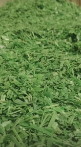 本厂出售PET打包带破碎料，干粉