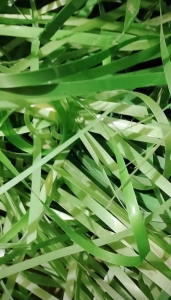 现金回收各种打包带毛料，棉花打包带，塑钢打包带等废料