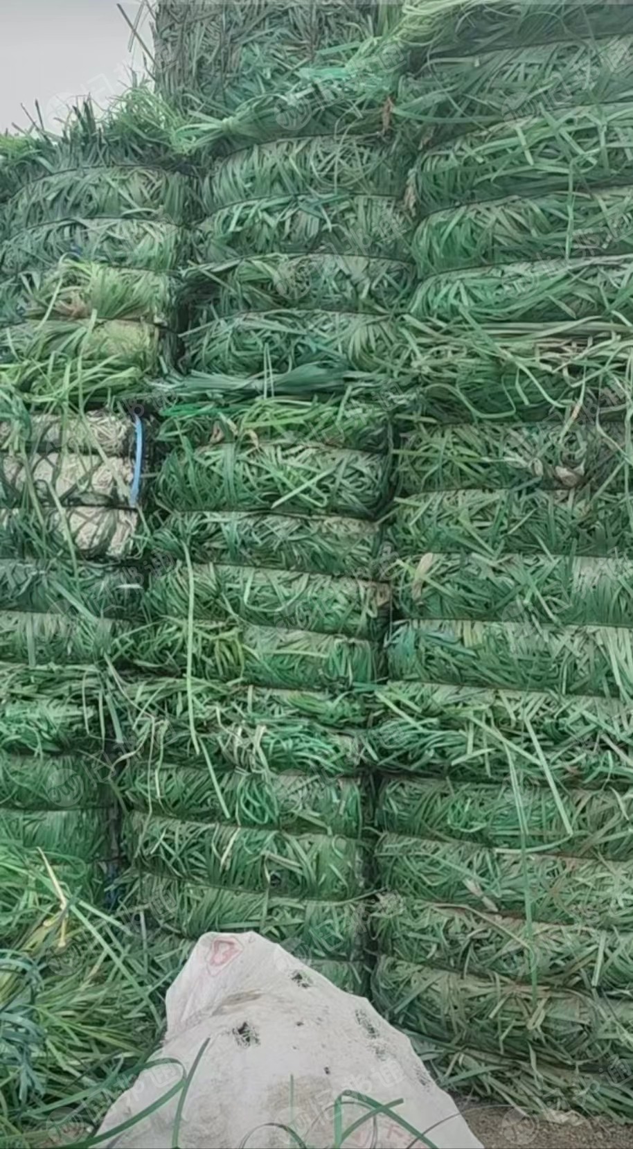现金回收各种打包带毛料,棉花打包带,塑钢打包带等废料