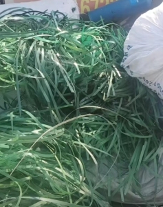 大量回收PET打包带毛料，南通附近散货够车也拉