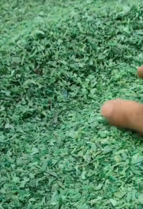 常年加工生产PET打包带破碎料，干净无杂质