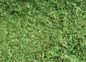 出售PET打包带破碎料，聚酯打包带破碎料